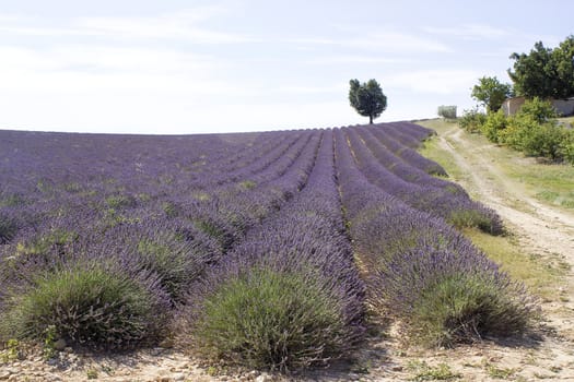 Lavender field in the region of Provence, southern France