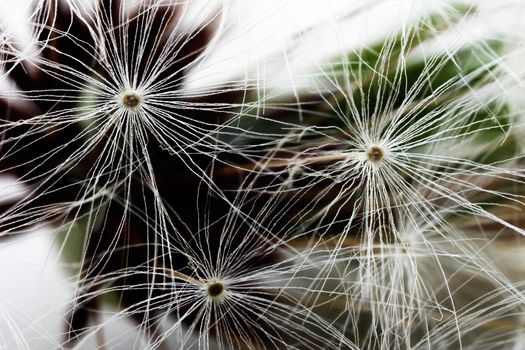 The ripened seed of a dandelion close up