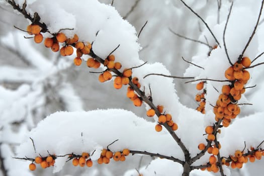 the berries of sea-buckthorn are snowed in