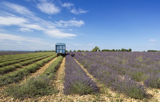 Lavender field in the region of Provence, southern France
