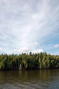 tropical forests on the river