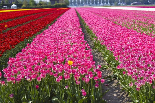 Multi colored tulip field in the Netherlands