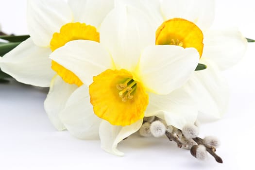 narcissus flowers