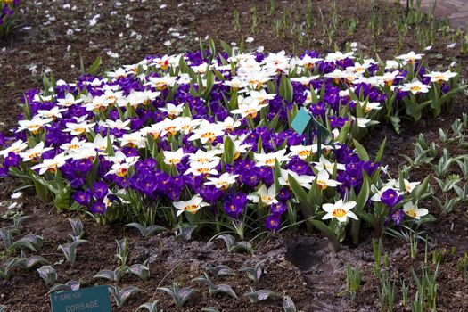 Colorful spring flowers in the park 
