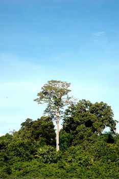 a single big tree on the tropical forests