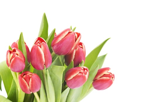 bunch of red tulips