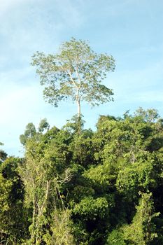 a single big tree on the tropical forests