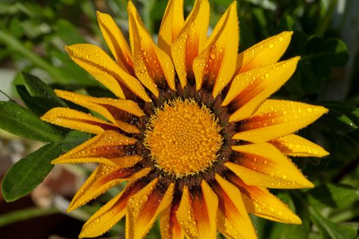 Beautiful Gazania Flower after Rain