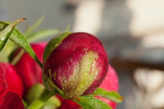 bud of peony flower after rain