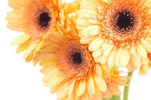 bunch of orange gerbera daisies