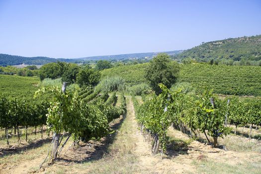 tuscany vineyard