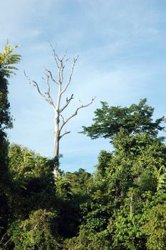 a single big tree on the tropical forests