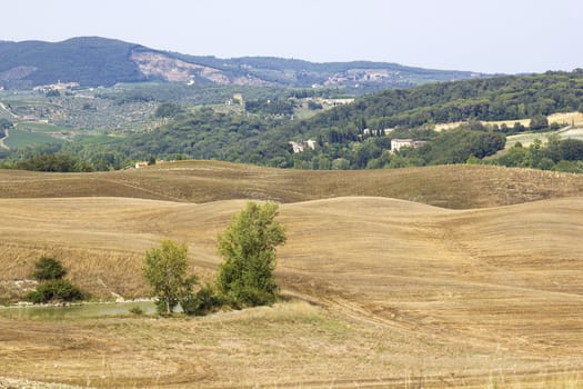 typical tuscan landscape