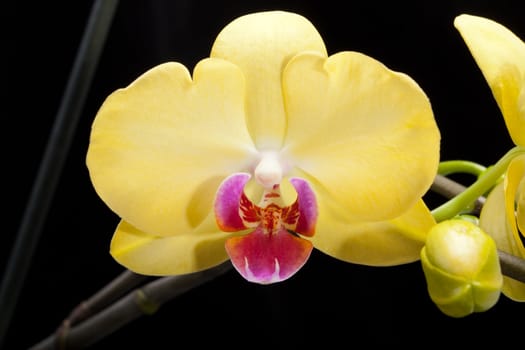 Yellow orchid isolated on black
