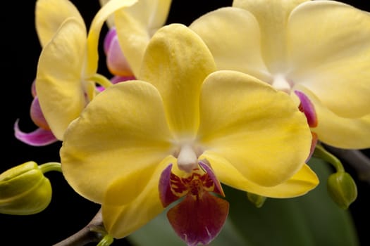 Yellow orchid isolated on black  background