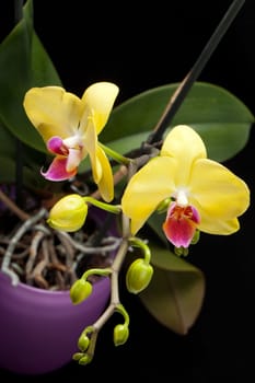 Yellow orchid isolated on black