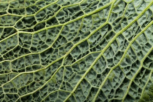 fresh savoy cabbage leaf as a texture 
