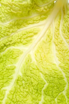 fresh savoy cabbage leaf as a texture 