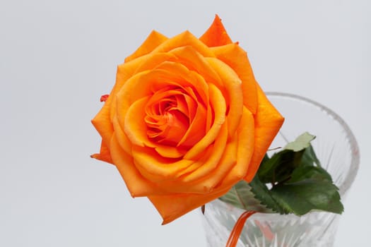 orange single rose isolated on white background