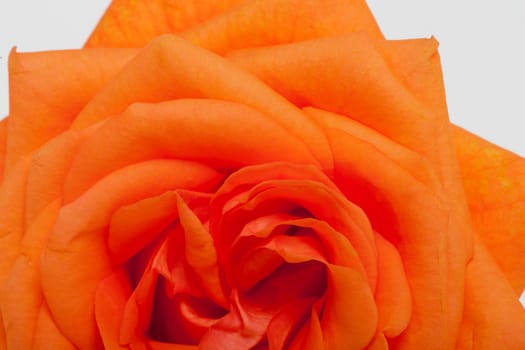 orange single rose isolated on white background