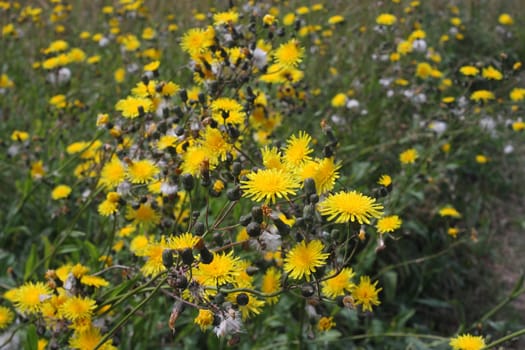 Sonchus arvensis yellow flowers. In Chinese medicine recommend the use of root as a styptic, herbs - as a tonic and restorative, vitaminoznoe means. Leaf juice, mixed with egg yolk, is used to treat breast cancer.