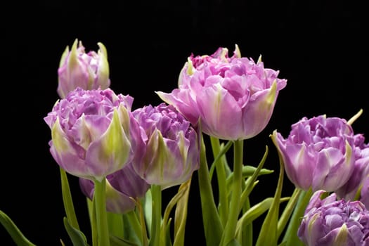 beautiful   purple tulips crispa isolated over black