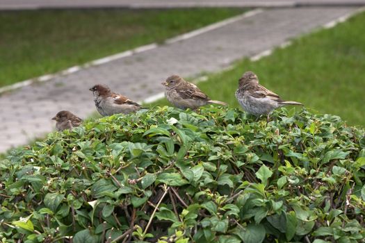 City sparrows on a green bush