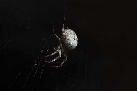 The big spider at night in the web