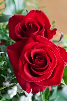 red rose close up