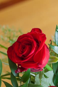 red rose close up