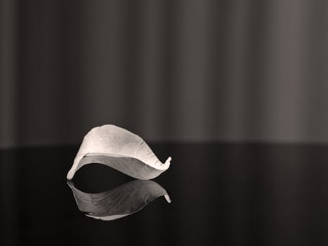 Black and White Rose petal and reflection on Glass table