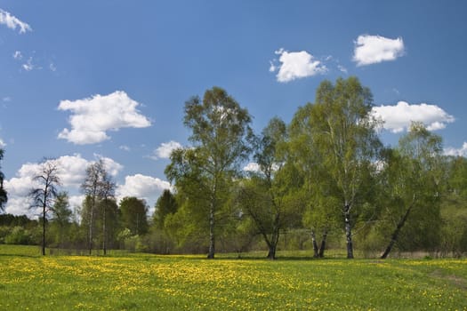 The dark blue sky, white clouds, green grass is a summer