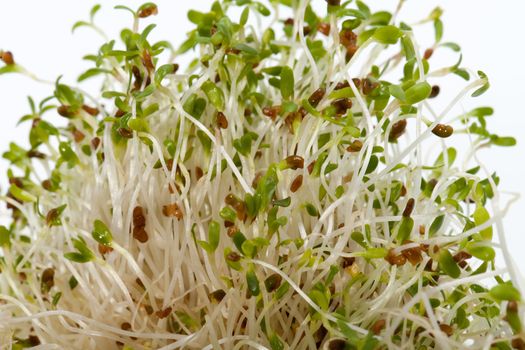 The healthy diet. Fresh sprouts isolated on white background 