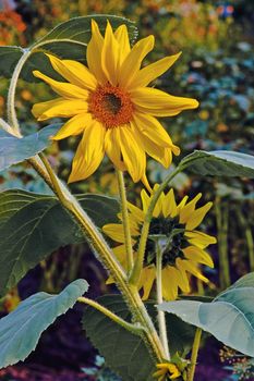 Two flowers of sunflower directed to the different parties