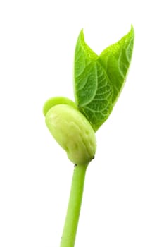 Small plant of bean