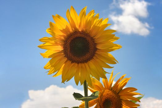 Blossoming sunflowers on a background of the blue sky