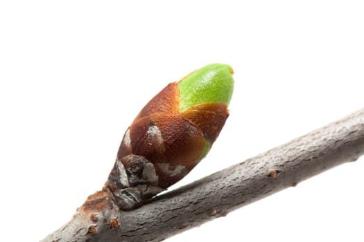 Cherry bud isolated on white background