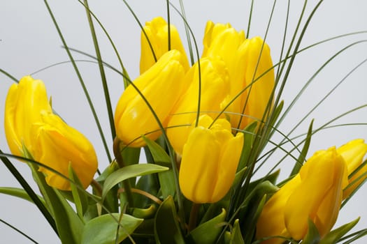 Yellow tulips isolated on white background 
