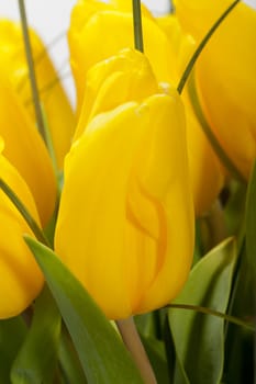 Yellow tulips isolated on white background 