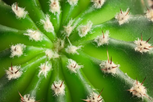 Cactus background