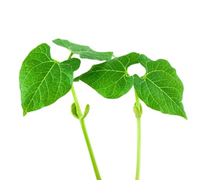 Small plant of bean