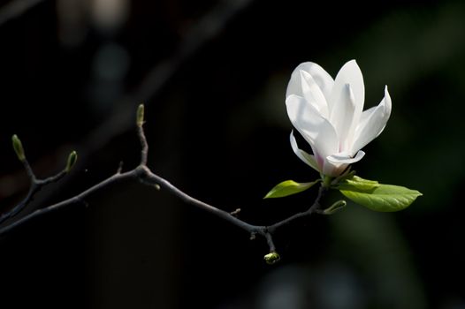 Magnolia denudata flower in a garden at spring