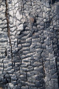 burnt wood texture