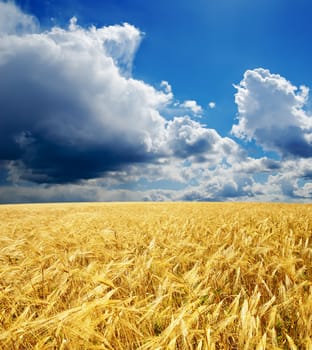 golden field under dramatic sky