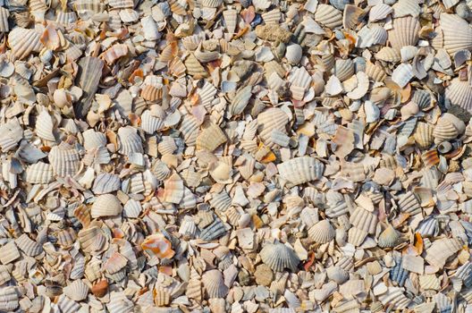 pieses of sea shells background