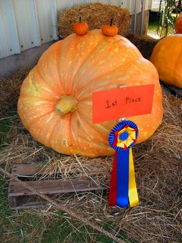 A prize winning pumpkin on display at an agricultural fair.