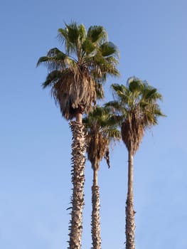 Tall beautiful palm trees with clear blue sky background     