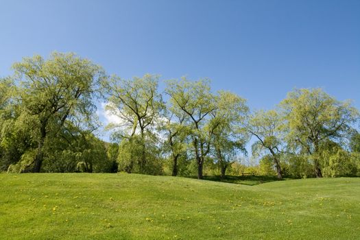 Green field on hill with tree line on a sunny day