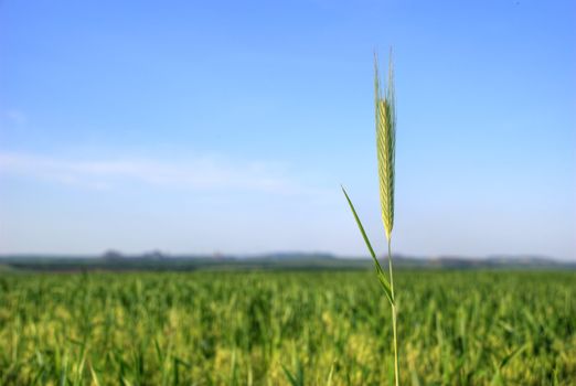 stalks of wheat on a wheaten floor