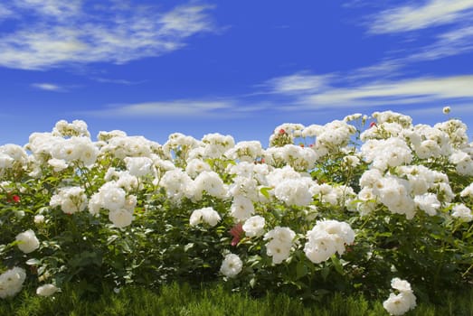 Field of white roses on a background of the blue sky